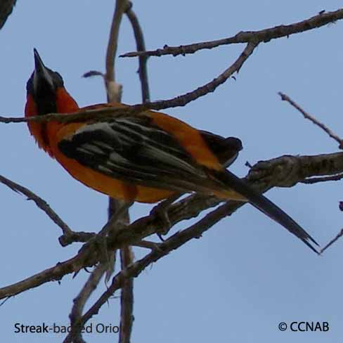 Birds of North America