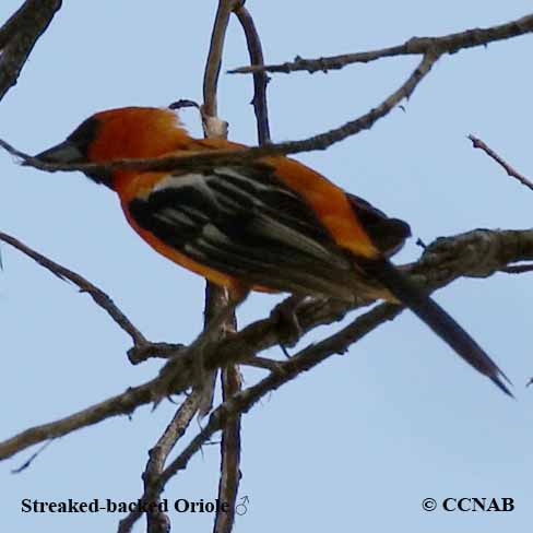 Streak-backed Oriole