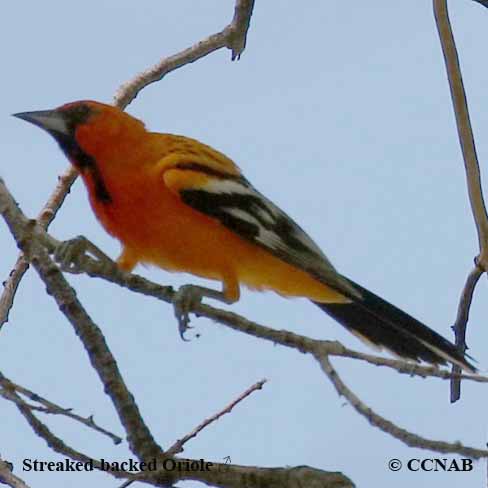 Birds of North America