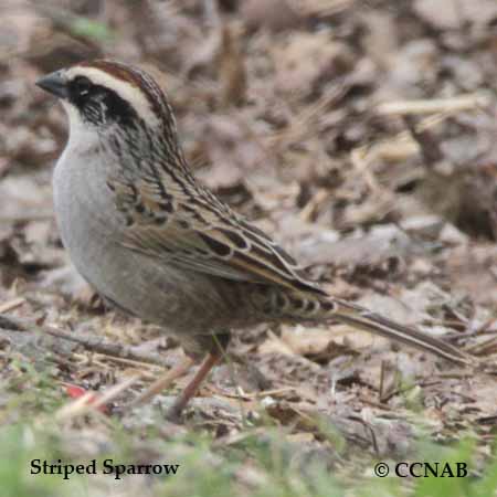 Striped Sparrow