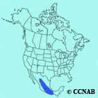 Striped Sparrow range