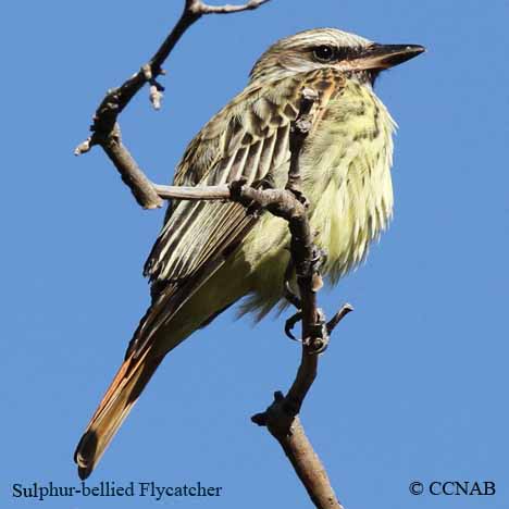Sulphur-bellied Flycatcher