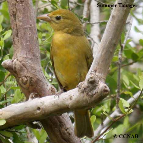 Birds of North America
