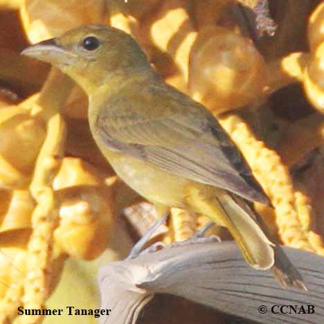 Birds of North America