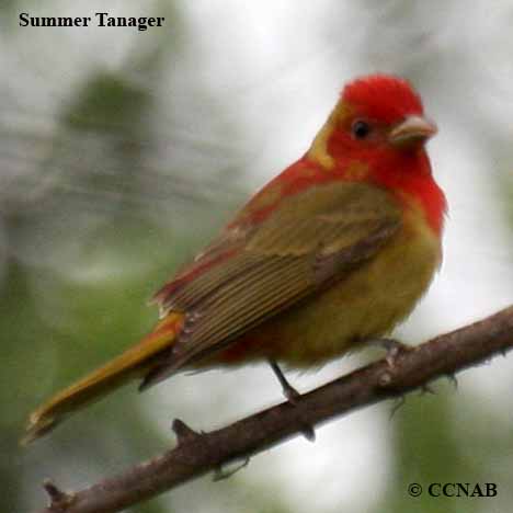 Birds of North America