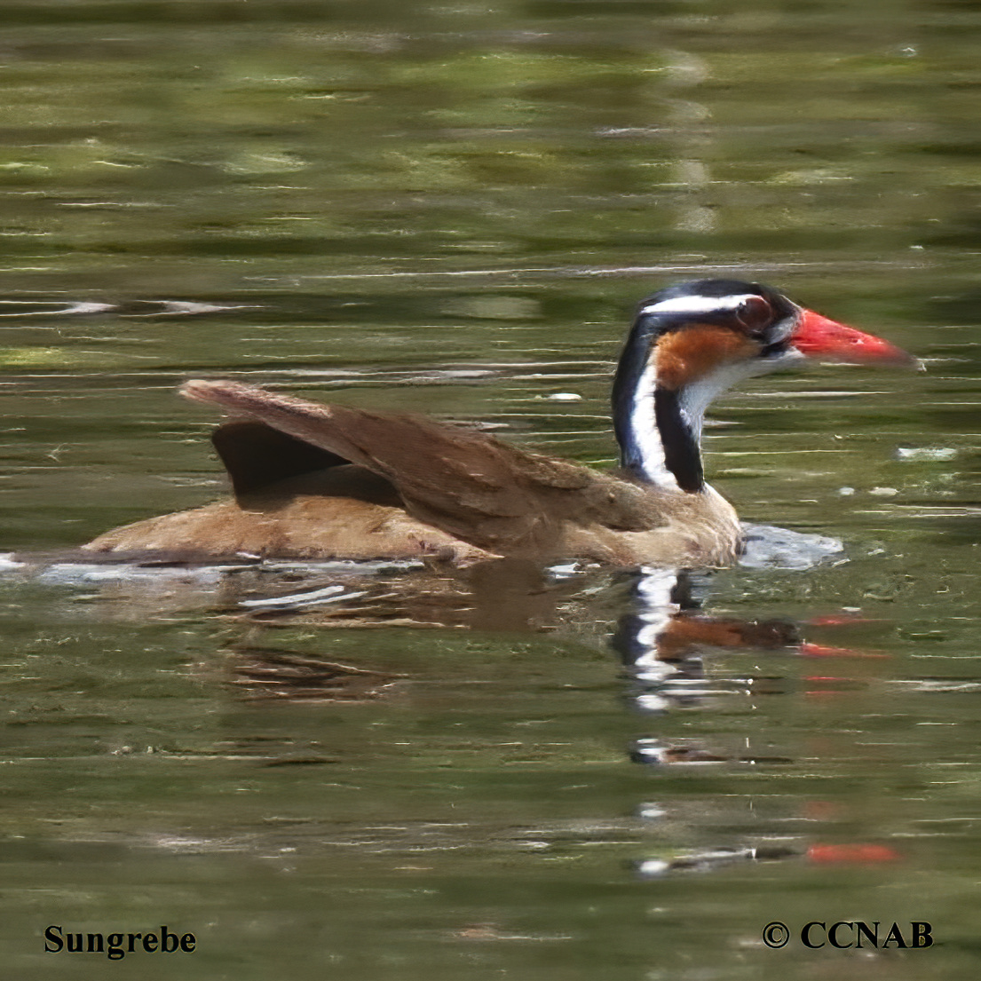 Birds of North America