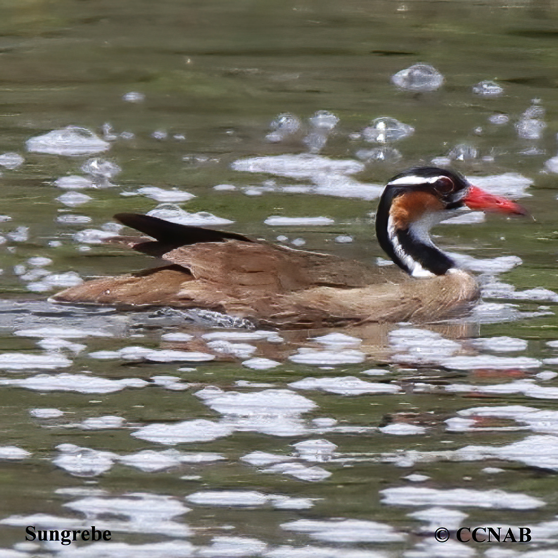 Birds of North America