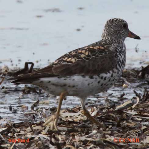 Birds of North America