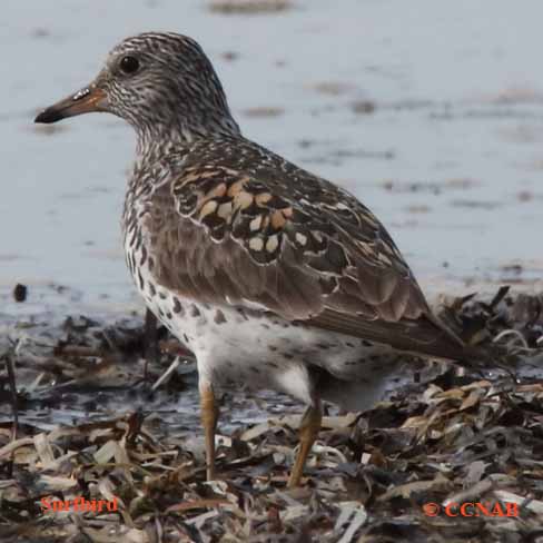 Birds of North America