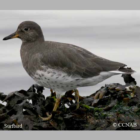 Birds of North America