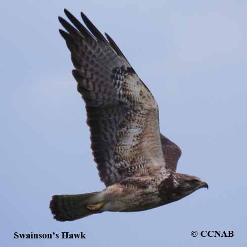 Birds of North America