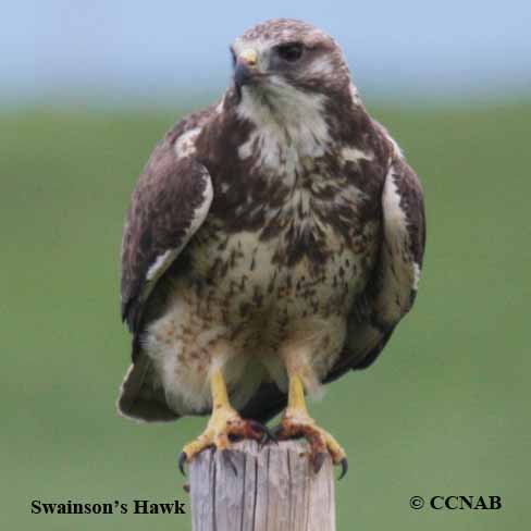 North American Birds songs and calls