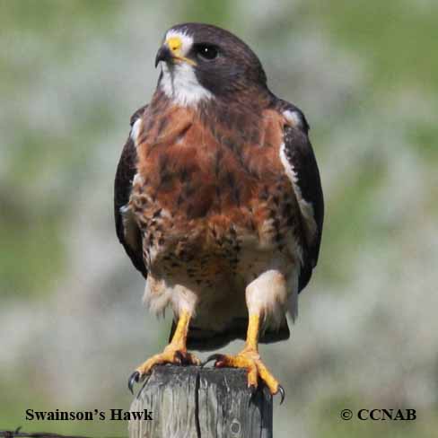 Birds of North America
