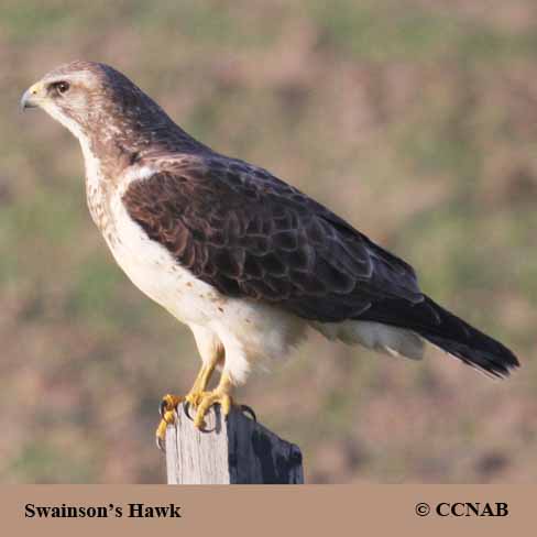 Birds of North America