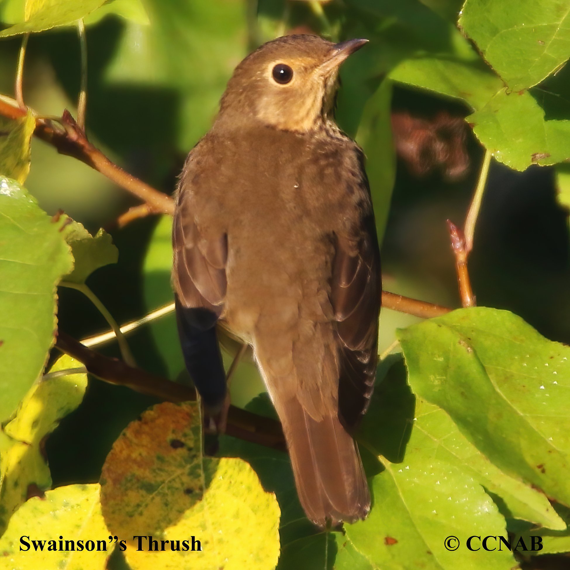 Birds of North America