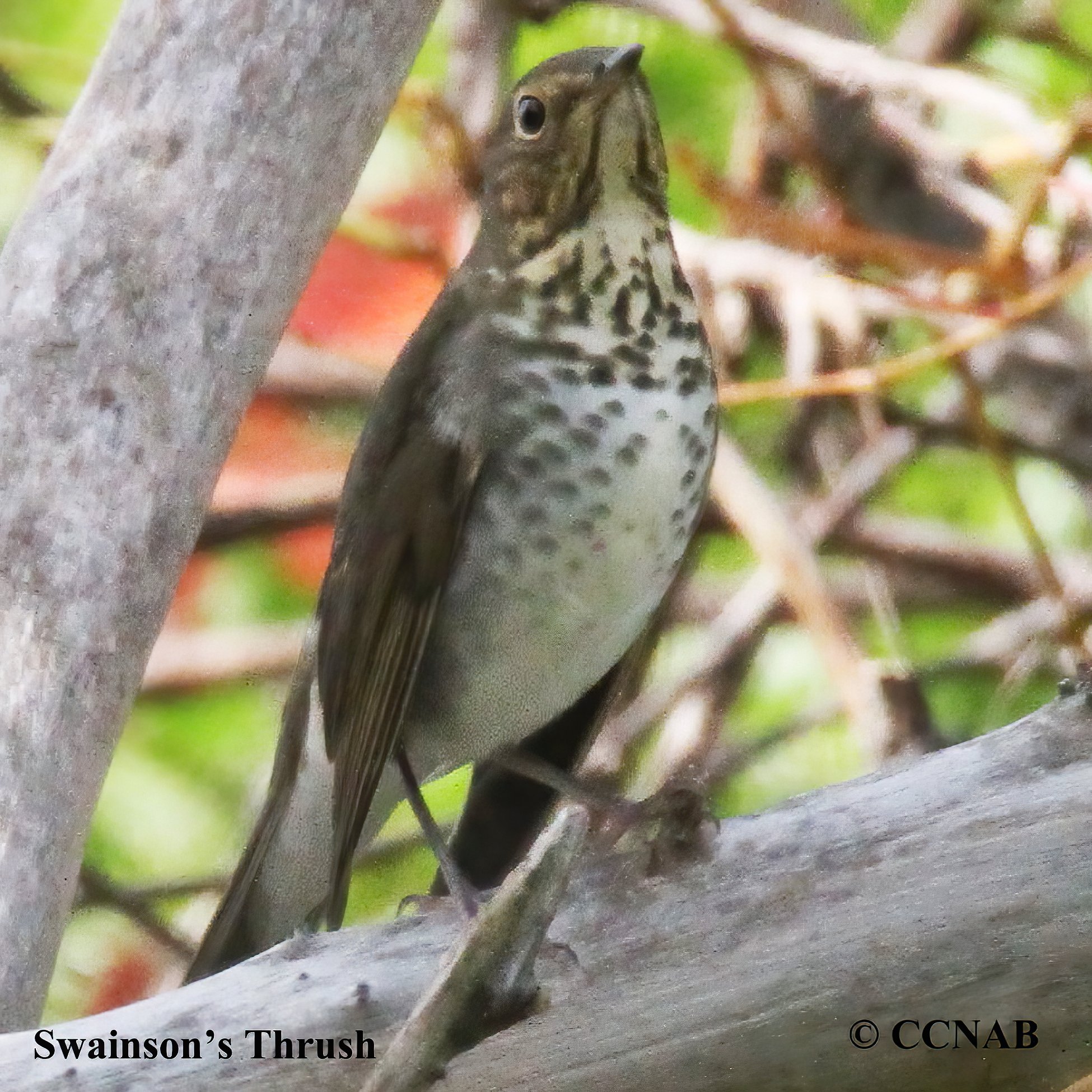 Birds of North America