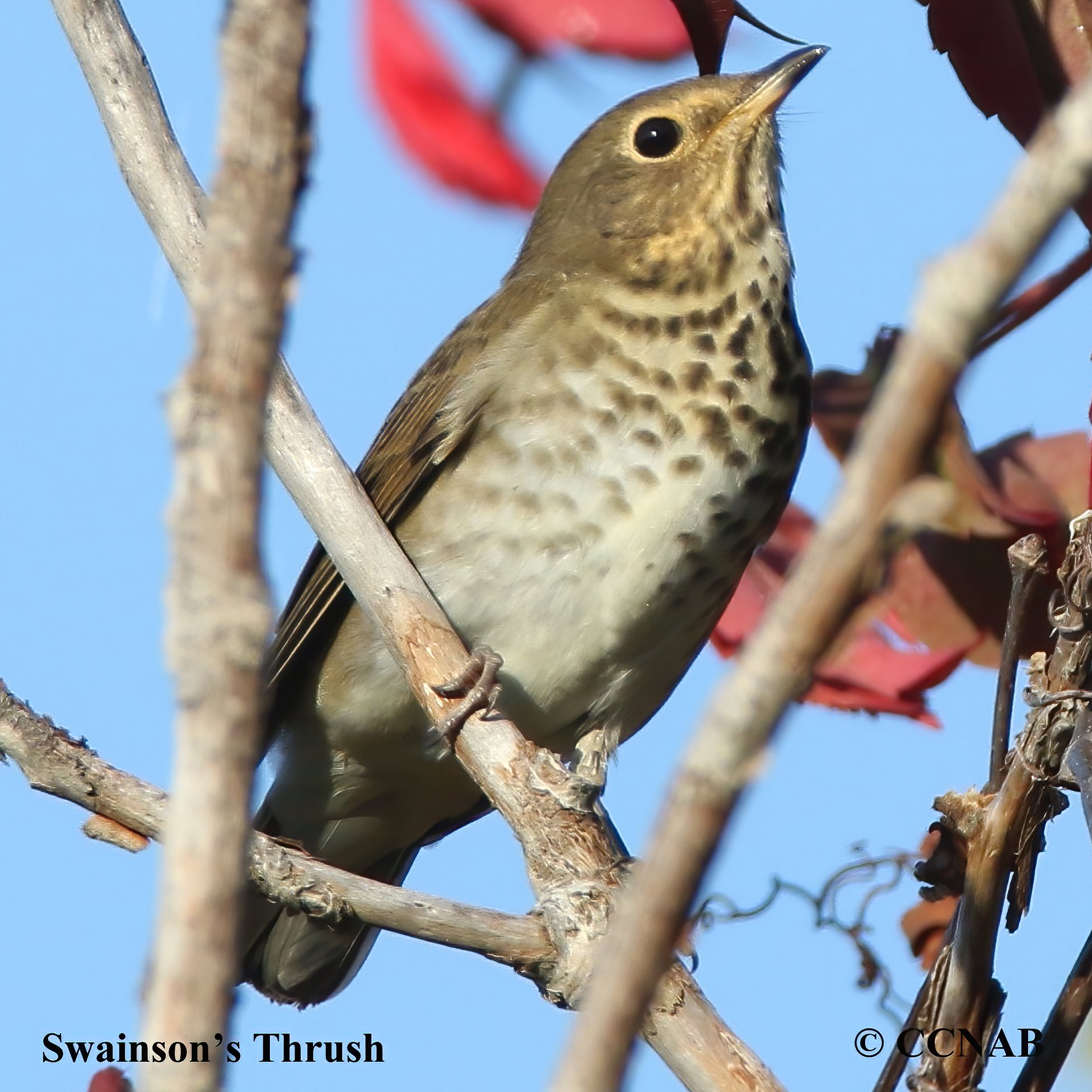 North American Thrushes