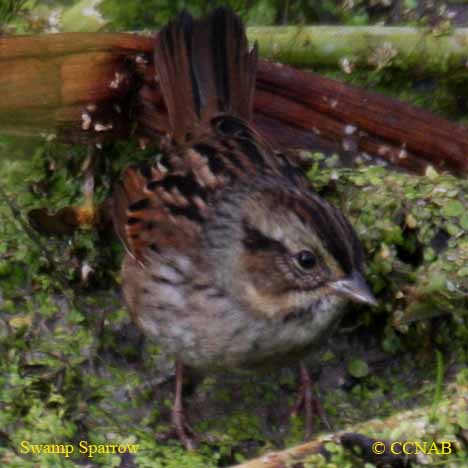 North American Sparrows