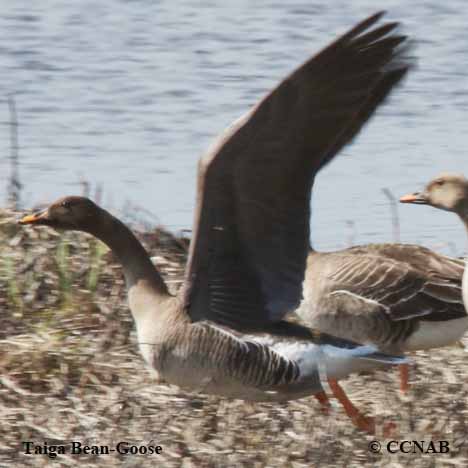 Birds of North America