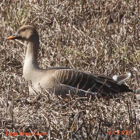 Birds of North America