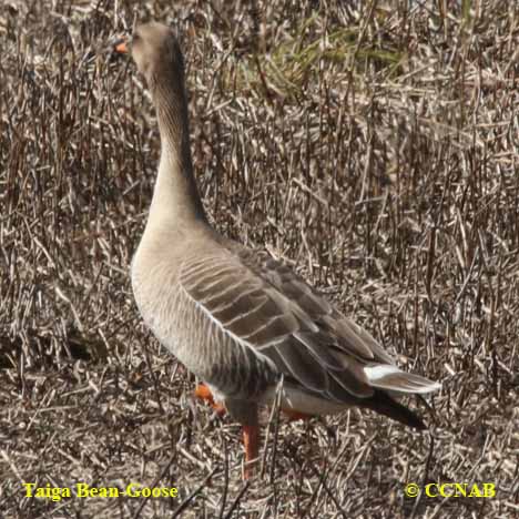 Birds of North America