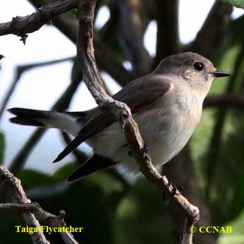 Birds of North America