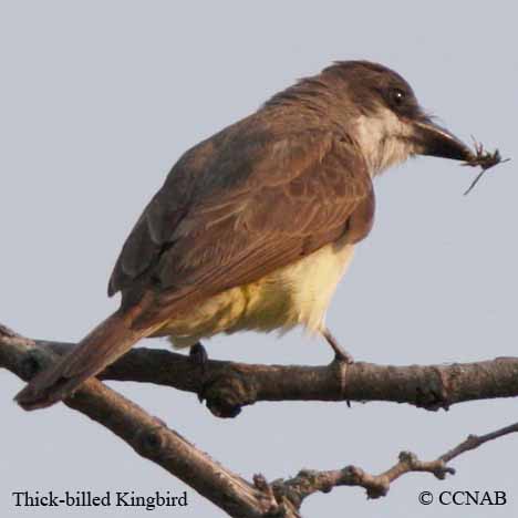 Birds of North America