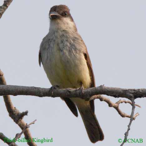 Birds of North America