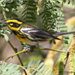 Townsend's Warbler range map
