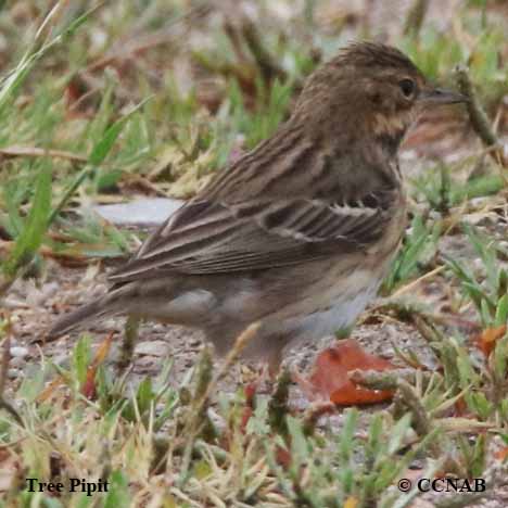 Birds of North America