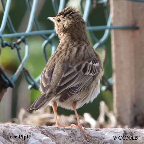 Birds of North America