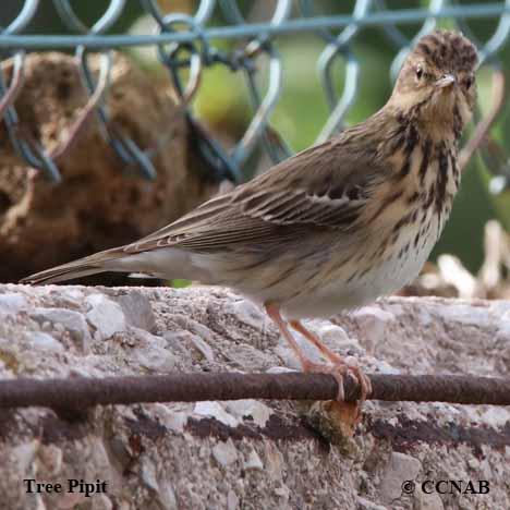 Tree Pipit