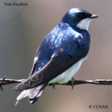 North American Swallows