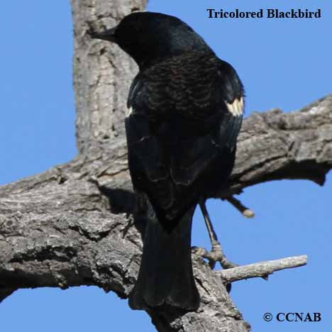 Birds of North America