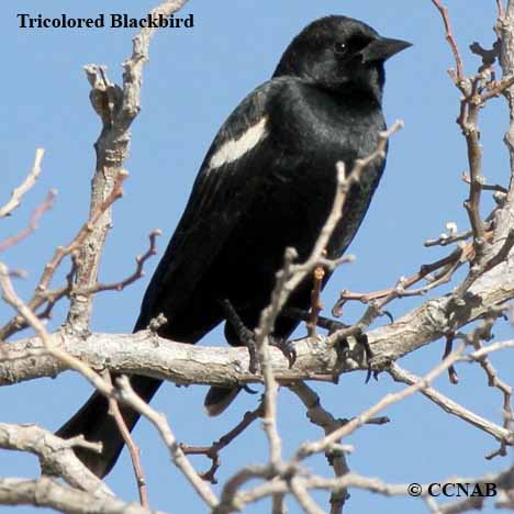 Birds of North America