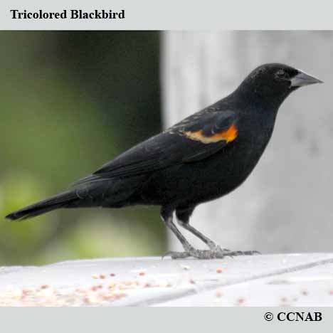 Birds of North America