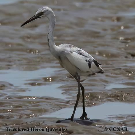 Birds of North America
