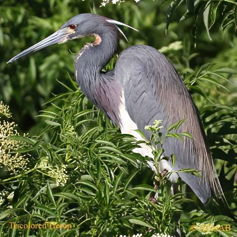 Birds of North America
