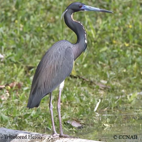 Birds of North America