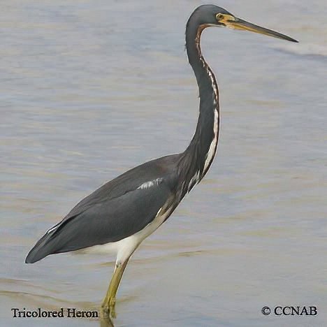Birds of North America