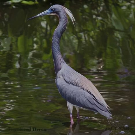 Birds of North America