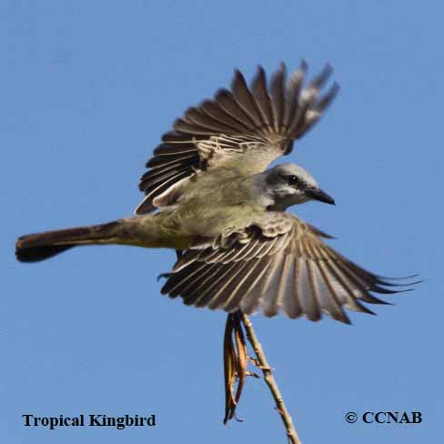 Birds of North America