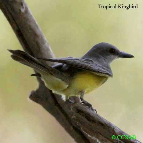 Birds of North America