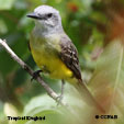 Tropical Kingbird