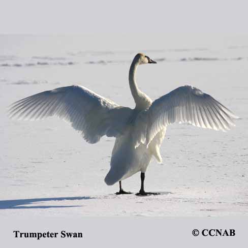 Birds of North America