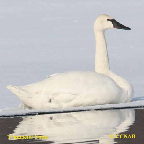 Birds of North America