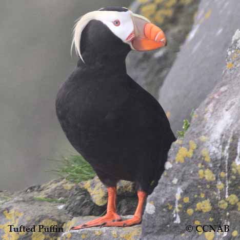 Tufted Puffin