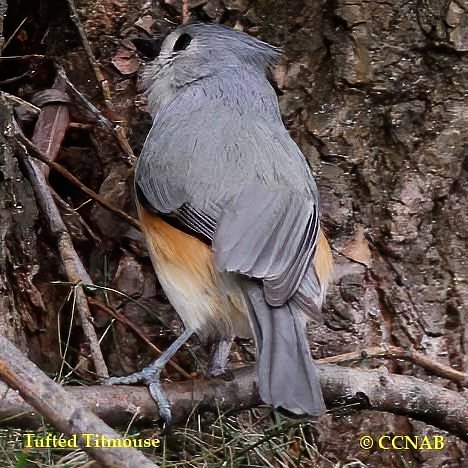 Birds of North America