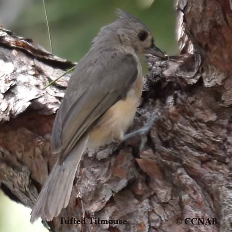 Birds of North America