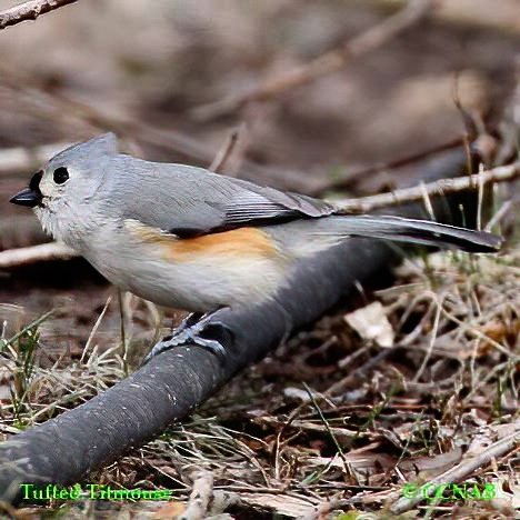 Birds of North America